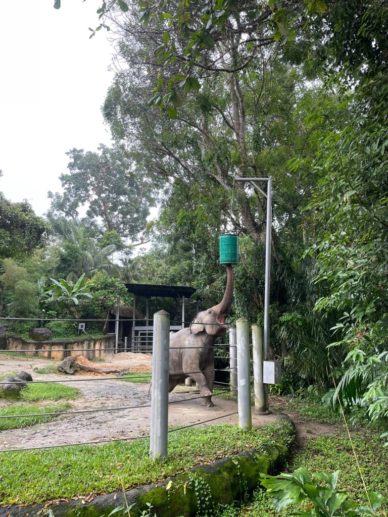 Singapore Zoo