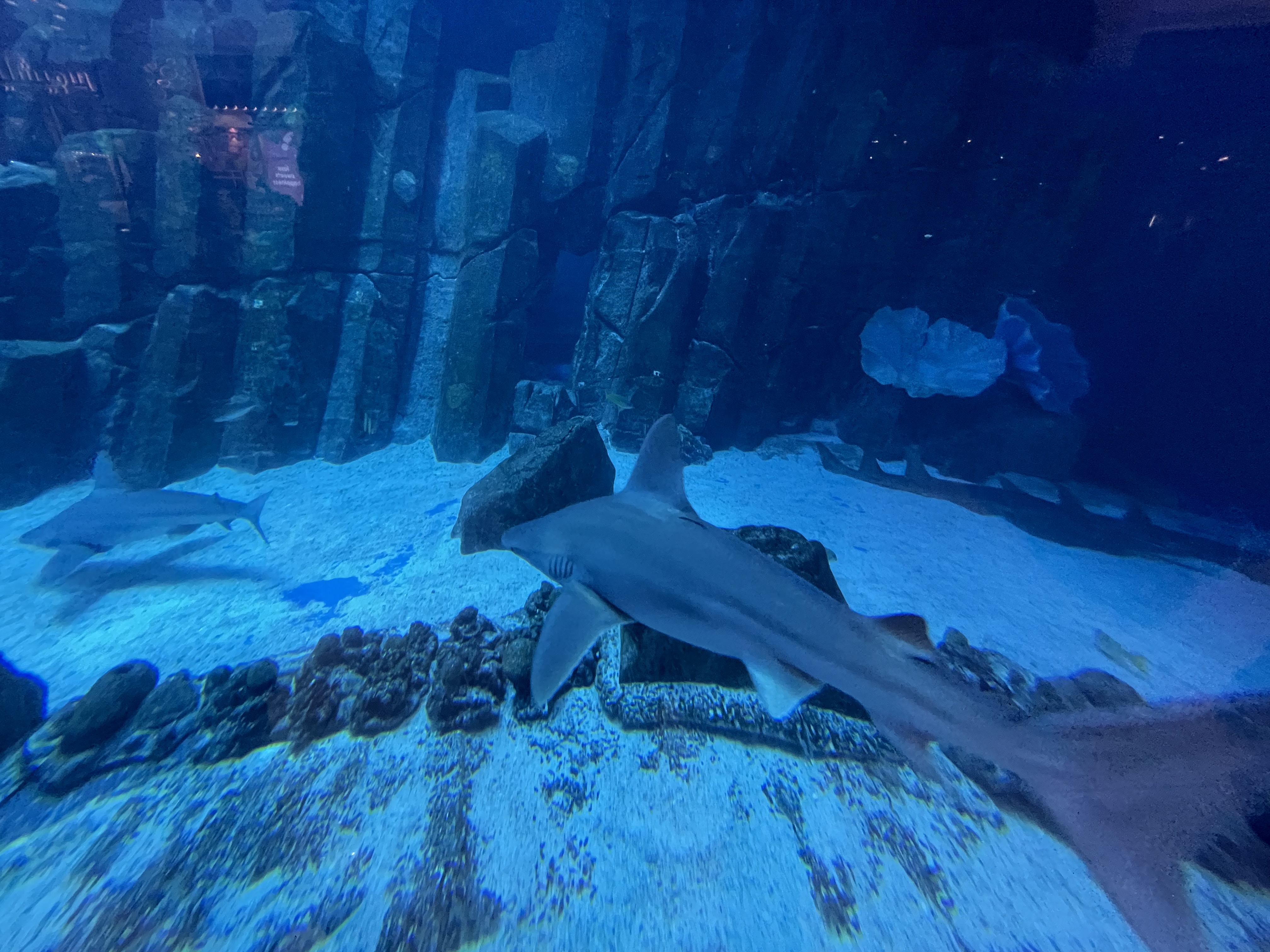 Dubai Aquarium