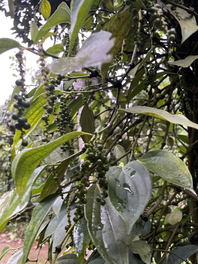 Cinnamon Spice Gardens