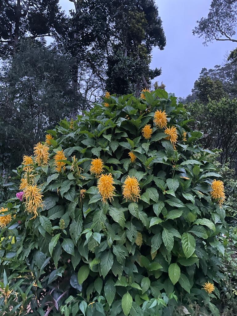 Cinnamon Spice Gardens