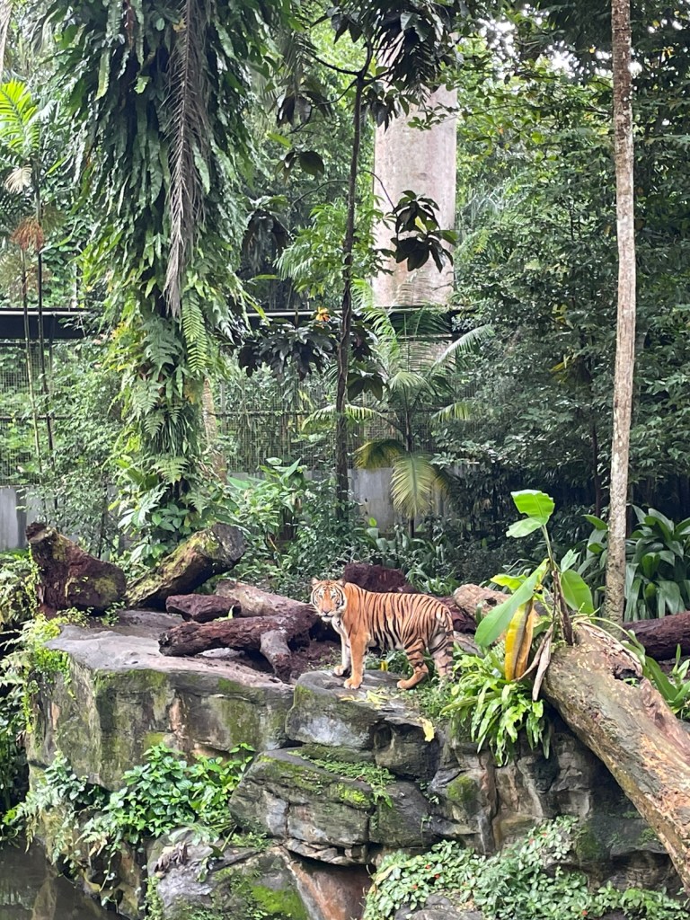 Singapore Zoo