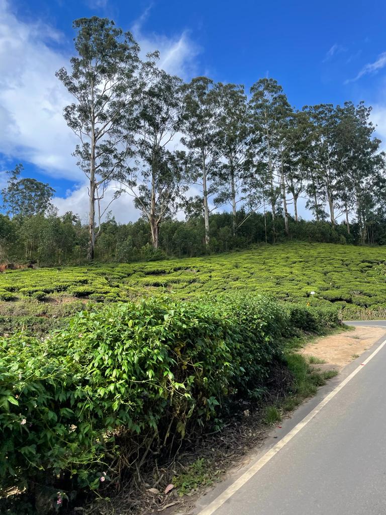 Tea Plantations
