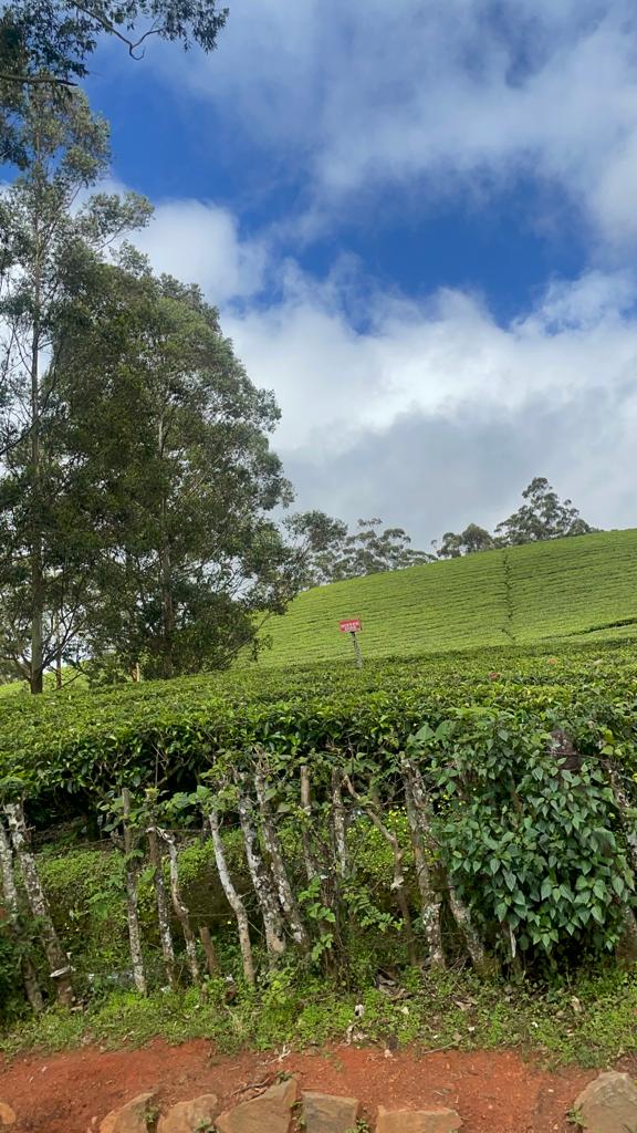 Tea Plantations