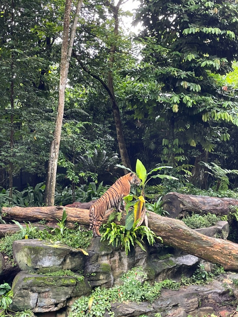 Singapore Zoo