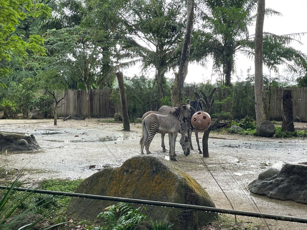 Singapore Zoo
